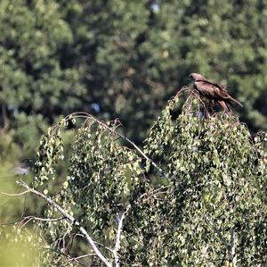 Red Kite