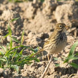 Meadow Pipit