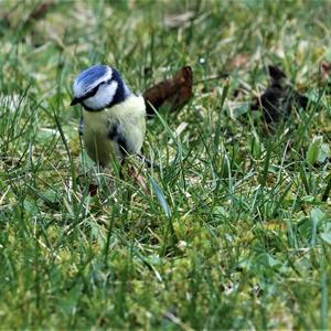 Blue Tit