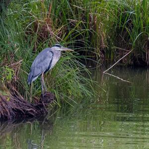 Grey Heron