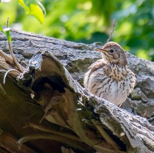 Song Thrush