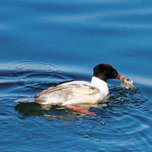 Common Merganser