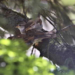 House Sparrow