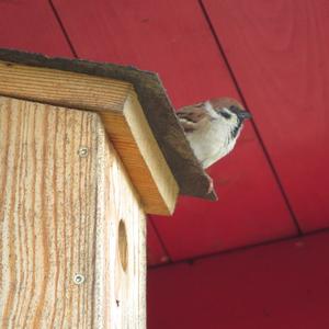 Eurasian Tree Sparrow