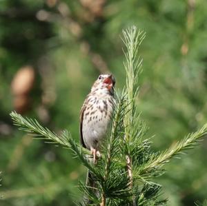 Tree Pipit