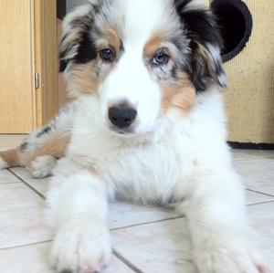 Australian Shepherd