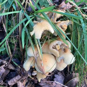 Unknown Species