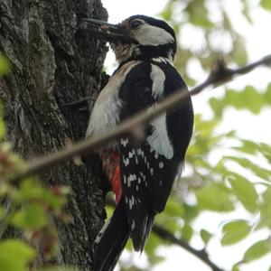 Great Spotted Woodpecker