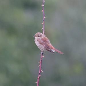 Red-backed Shrike