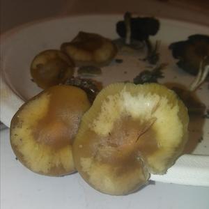 Bluing Psilocybe