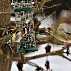 European Goldfinch