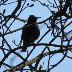 Common Starling