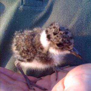 Northern Lapwing