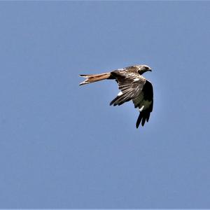 Red Kite