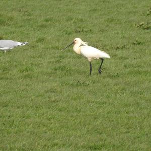 Eurasian Spoonbill