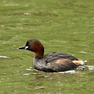 Little Grebe