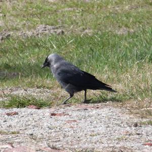 Eurasian Jackdaw