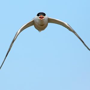 Common Tern