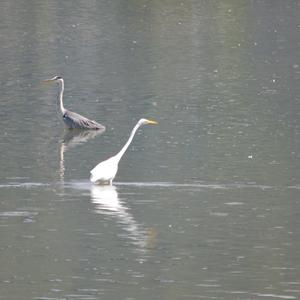 Great Egret