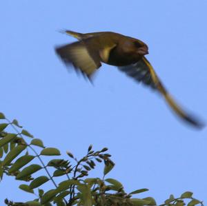 European Greenfinch