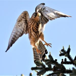 Common Kestrel