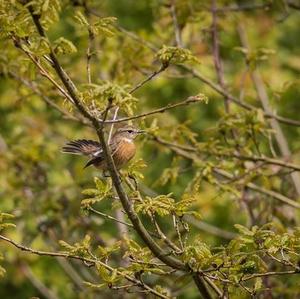 European stonechat