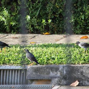 White-vented Myna