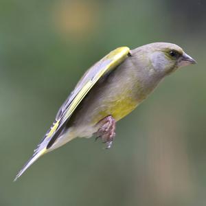 European Greenfinch