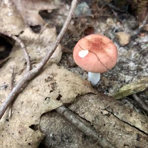 Bare-toothed Russula