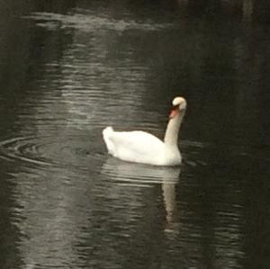 Mute Swan