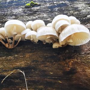 Porcelain Fungus