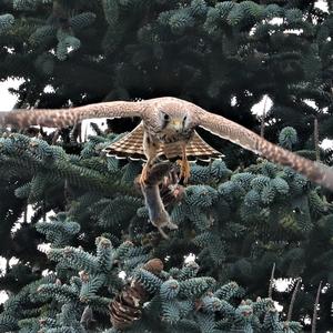 Common Kestrel