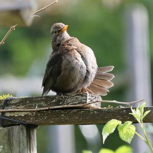 Eurasian Blackbird