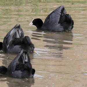 Common Coot