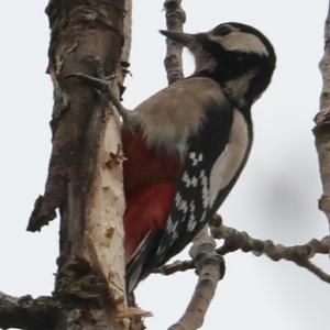 Great Spotted Woodpecker