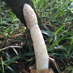 Stinkhorn, Common