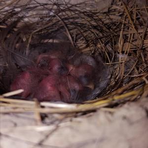 Barn Swallow