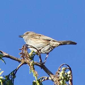 Hedge Accentor