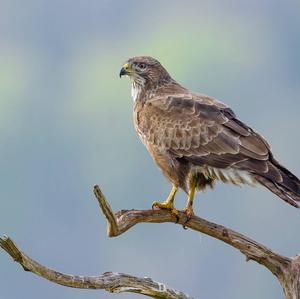 Mäusebussard