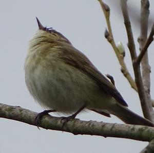 Common Chiffchaff