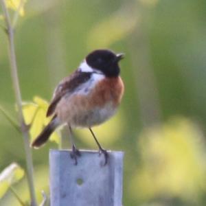 European stonechat