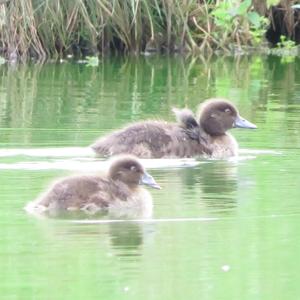 Tufted Duck