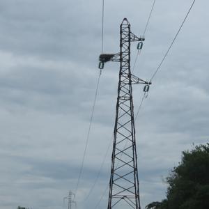 White Stork