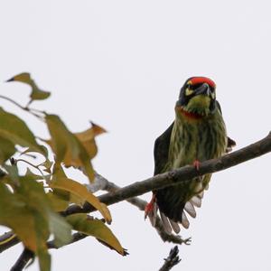 Coppersmith Barbet