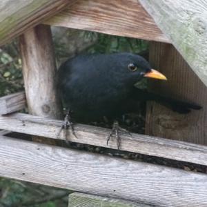 Eurasian Blackbird