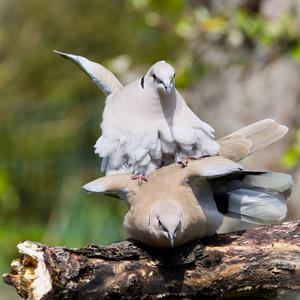 Eurasian Collared-dove