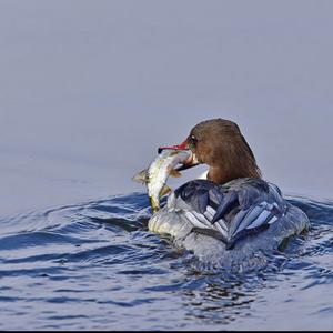 Common Merganser