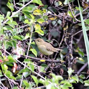 Common Chiffchaff