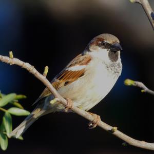 House Sparrow