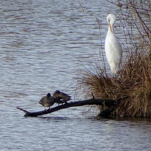 Great Egret